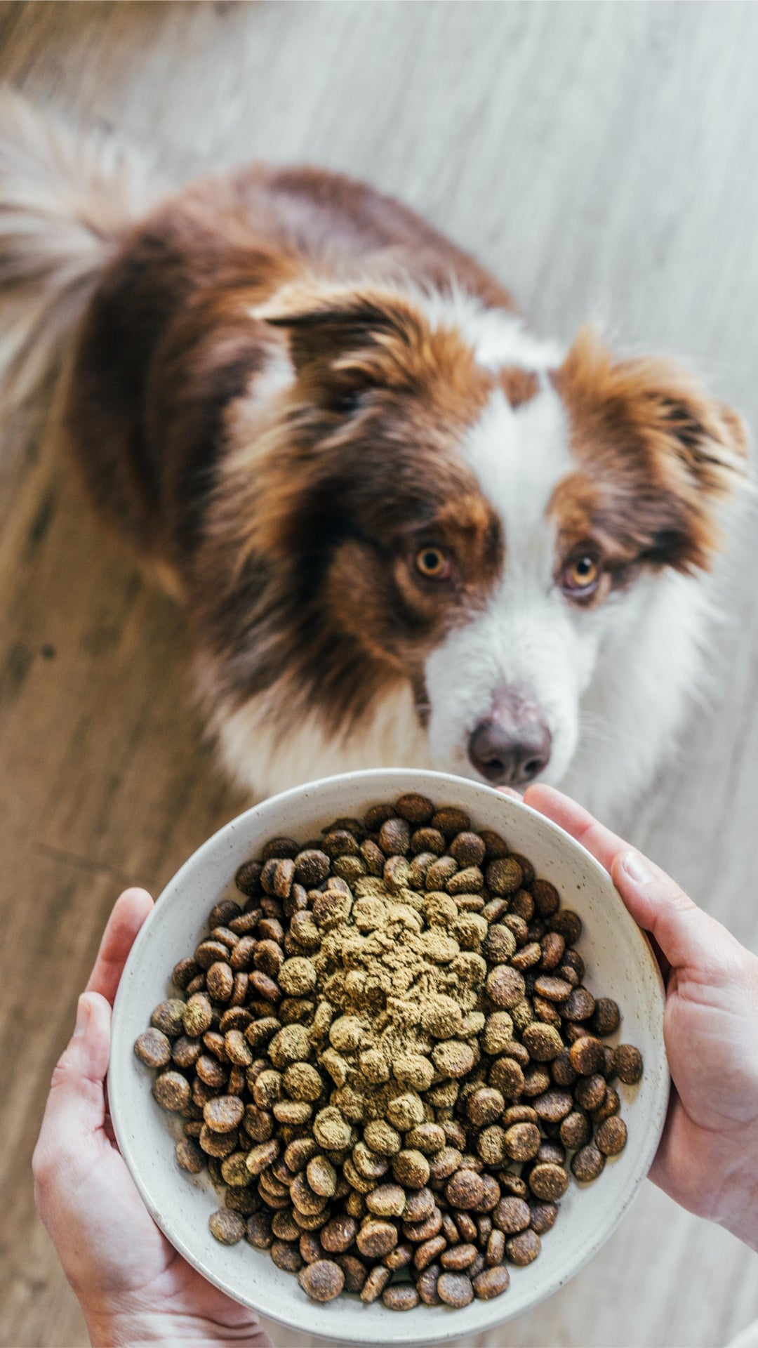 Marine Vitality | Natural Mussel & Oyster Powder for Pets