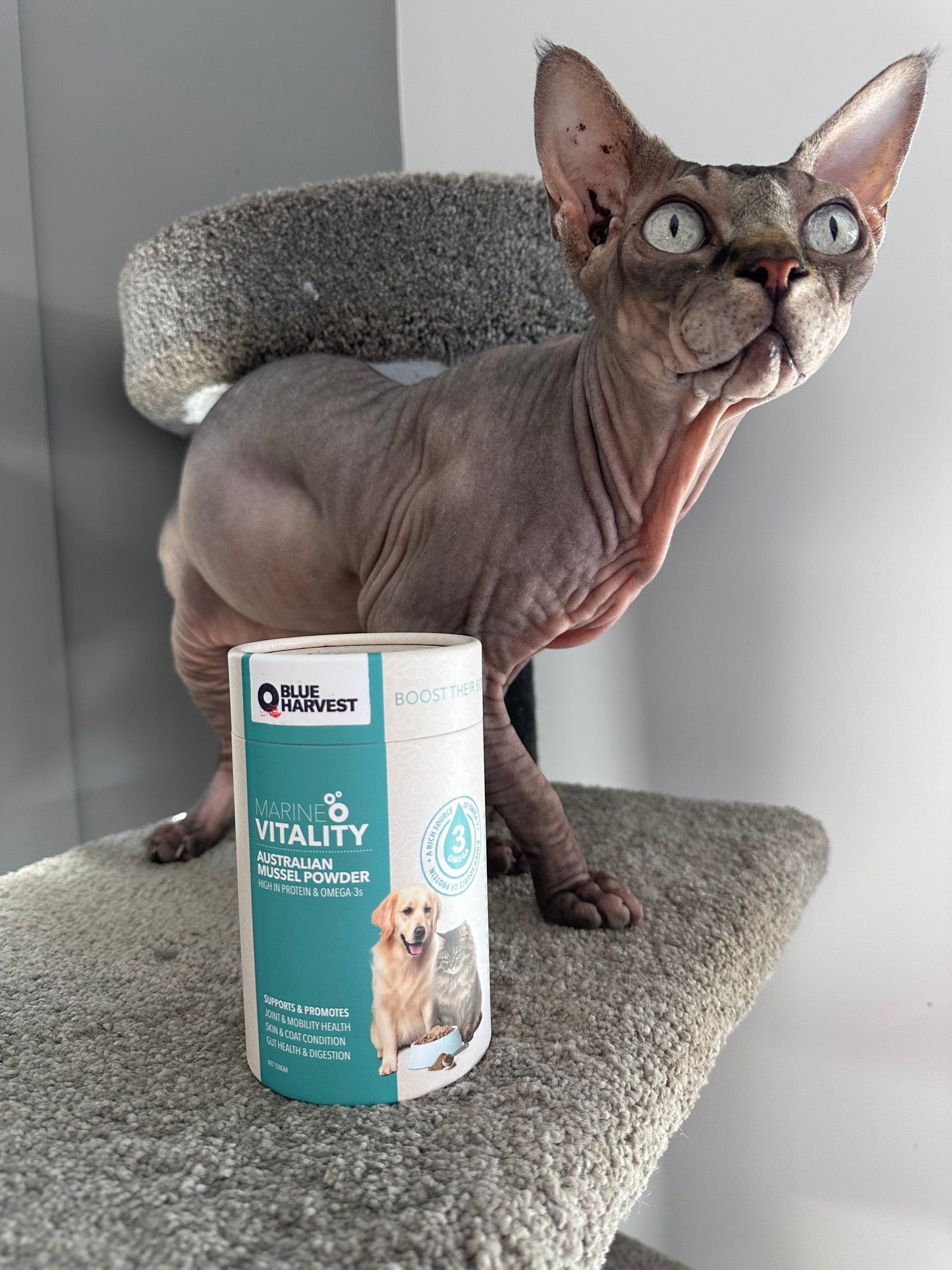 Marine Vitality Mussel Powder For Cats - 150g