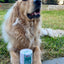 Marine Vitality Mussel Powder For Dogs - 150g