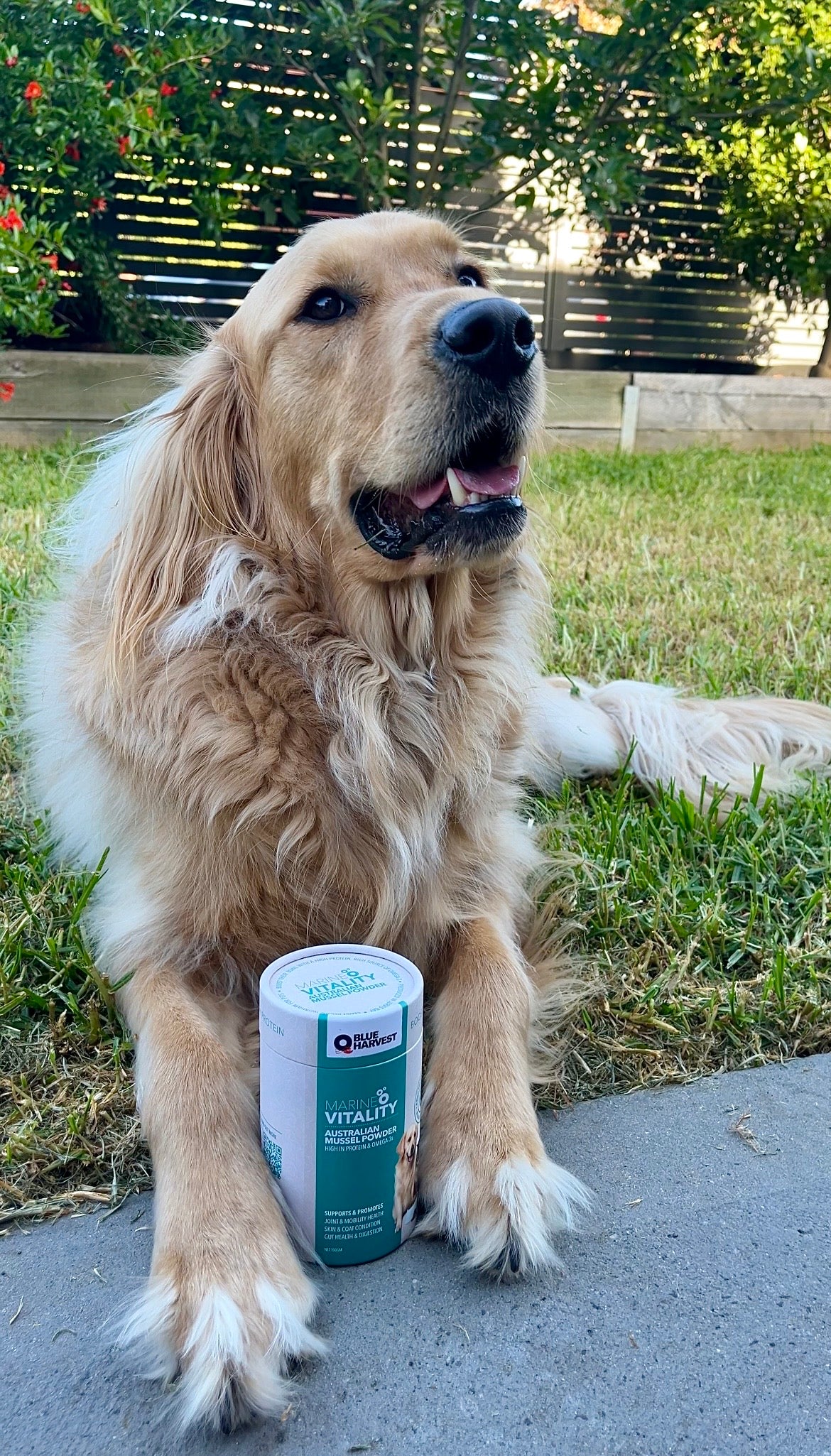 Marine Vitality Mussel Powder For Dogs - 150g