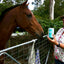 Marine Vitality Mussel Powder — For Horses & Ponies. 150g.