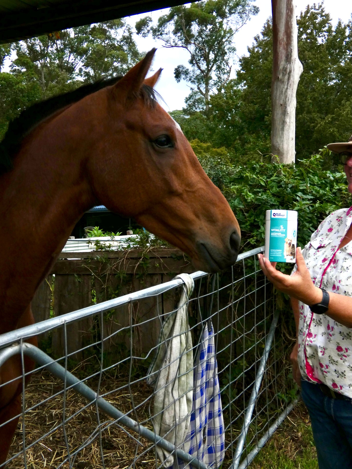 Marine Vitality Mussel Powder — For Horses & Ponies. 150g.